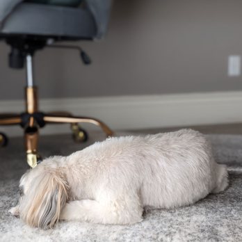 Swag Cuts Grooming - Max after grooming - Pet Groomers Near Me