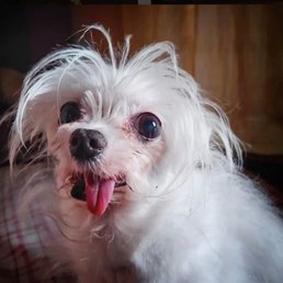 My Dog before and after petco grooming My Dog before and after petco grooming