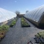 Photo of Grandma Marie's Greenhouse