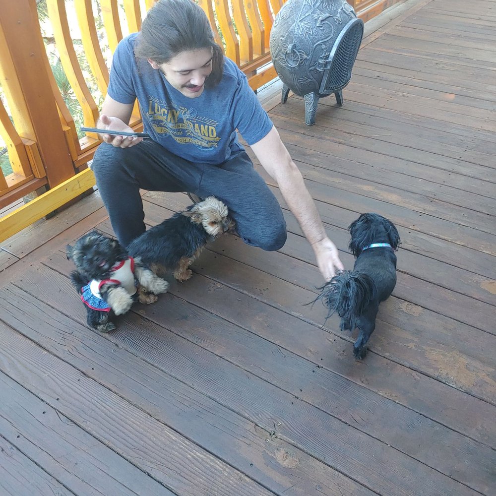 Where Eagles Fly Bed & Breakfast - Their adorable dogs - Bed & Breakfast Near Me - Zephyr Cove, Nevada