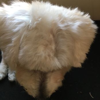 PetSmart - Razor 'accident'. - Pet Groomers Near Me - Roseville, California