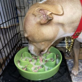 808 Raw Pet Food - Enjoying his food - Pet Stores Near Me - Kaneohe, Hawaii