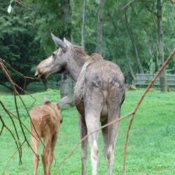 Skanes Djurpark