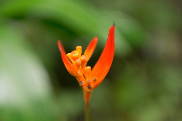 Hawai‘i Tropical Botanical Garden by null