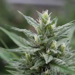 Bluegrass Hemp Oil - Female Cannabis Sativa CBD bloom.