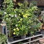 Photo of ABC Nursery And Landscaping & Maintenance