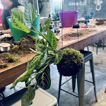 Dig Gardens - My final Kokedama creation at my first Dig Gardens class! - Nurseries & Gardening Near Me - Santa Cruz, California Dig Gardens - My final Kokedama creation at my first Dig Gardens class! - Nurseries & Gardening Near Me - Santa Cruz, California