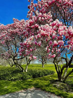 Floral Showhouse by null