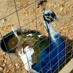 Lionel's Pony Farm & Petting Zoo - My favorite peacock.