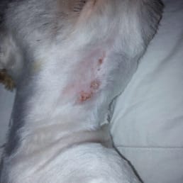 What angel did to my shih Tzu