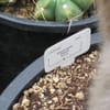 University of Washington Biology Greenhouse gift card