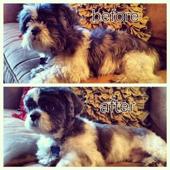 Marie's Pet Grooming - Before after of my beautiful baby Bruno! Thanks Marie! - Pet Groomers Near Me - Fresh Meadows, New York Marie's Pet Grooming - Before after of my beautiful baby Bruno! Thanks Marie! - Pet Groomers Near Me - Fresh Meadows, New York