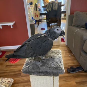 Critter Sittin' Sisters - Pet Sitting Near Me - Snellville, Georgia Critter Sittin' Sisters - Pet Sitting Near Me - Snellville, Georgia