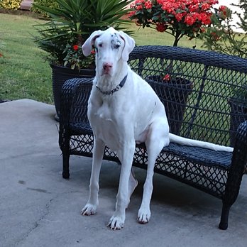 Heavenly Paws Pet Crematory - Pet Cremation Services Near Me - Little River, South Carolina Heavenly Paws Pet Crematory - Pet Cremation Services Near Me - Little River, South Carolina