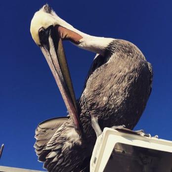 Redondo Beach Pier - Huge pelican resting on one of the restaurant roofs - Souvenir Shops Near Me - Redondo Beach, California Redondo Beach Pier - Huge pelican resting on one of the restaurant roofs - Souvenir Shops Near Me - Redondo Beach, California