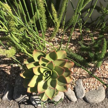 INCA Landscape Management - Hidden succulent under tons of overgrown bushes they took out - Landscaping Near Me - Monterey, California INCA Landscape Management - Hidden succulent under tons of overgrown bushes they took out - Landscaping Near Me - Monterey, California