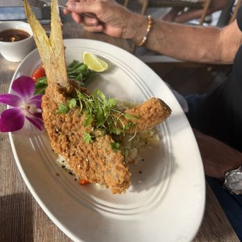Square Grouper - Islamorada - Yellowtail with Jasmine rice - Seafood Near Me - Islamorada, Florida Square Grouper - Islamorada - Yellowtail with Jasmine rice - Seafood Near Me - Islamorada, Florida
