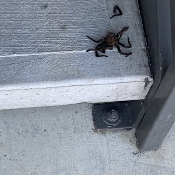 Vantage at Bulverde - Spiders and snakes in breeze ways and on stairs constantly - Apartments Near Me - Spring Branch, Texas