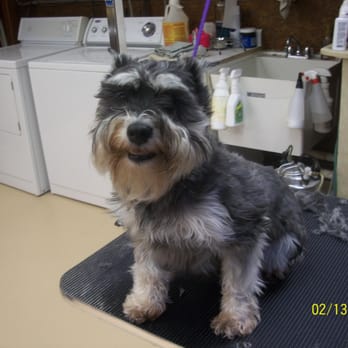 K-9 Comfort Zone - K-9 Comfort zone groom photo - before - Pet Training Near Me - Brunswick, Ohio K-9 Comfort Zone - K-9 Comfort zone groom photo - before - Pet Training Near Me - Brunswick, Ohio