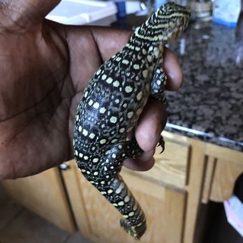 Shedskin Reptiles - Reptile Shops Near Me - Tracy, California