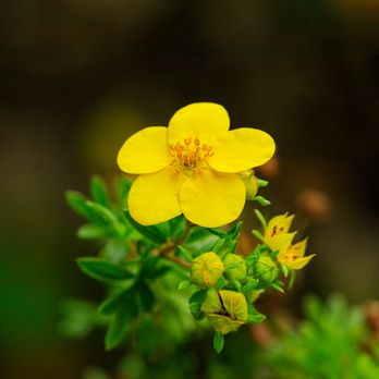 Frick Park - A yellow cinquefoil flower growing near the Frick Environmental Center. - Parks Near Me - Pittsburgh, Pennsylvania Frick Park - A yellow cinquefoil flower growing near the Frick Environmental Center. - Parks Near Me - Pittsburgh, Pennsylvania