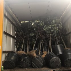 NJ Plants and Trees - How the trucks were carelessly loaded. Stacked on top of one another. He sent two drivers and only one was able to unload.