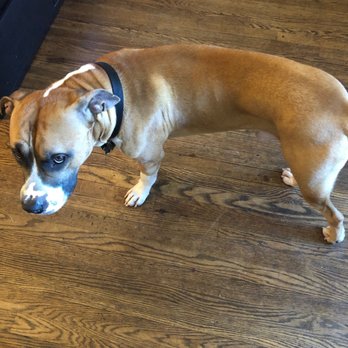 PetSmart - After his stay - Pet Stores Near Me - Alexandria, Virginia