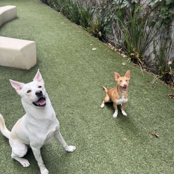 Aero Apartments - Doggie play dates at the dog run! - Apartments Near Me - Alameda, California Aero Apartments - Doggie play dates at the dog run! - Apartments Near Me - Alameda, California