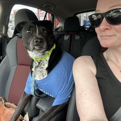 Hampton Veterinary Hospital - Dog