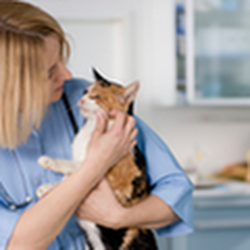 Scotts Hill Animal Hospital - untitled