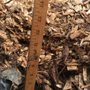 Photo of Project Tree Service