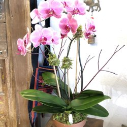 Orchids by Karen Gallery - Phalenopsis orchid