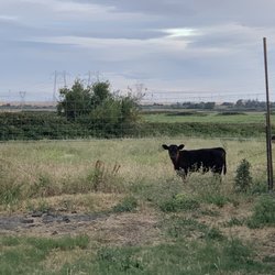 Eddo's Harbor & Rv Park - Cattle pasture neighboring the park