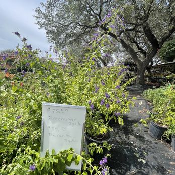 DORA'S NURSERY - Nurseries & Gardening Near Me - Leakey, Texas DORA'S NURSERY - Nurseries & Gardening Near Me - Leakey, Texas