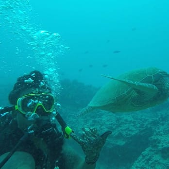 Dive Oahu - Snorkeling Near Me - Honolulu, Hawaii Dive Oahu - Snorkeling Near Me - Honolulu, Hawaii