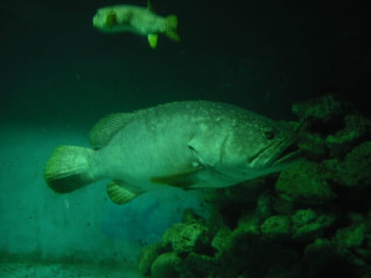 Underwater World Langkawi by null