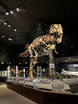 Museum of the Rockies by null