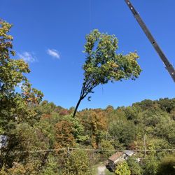 Innovative Tree - Crane removal