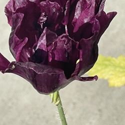 Aurora Nursery - Double peony-flowered breadseed poppy (Papaver somniferum var. paeoniflorum)
