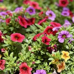 Lowe's Home Improvement - Flowers