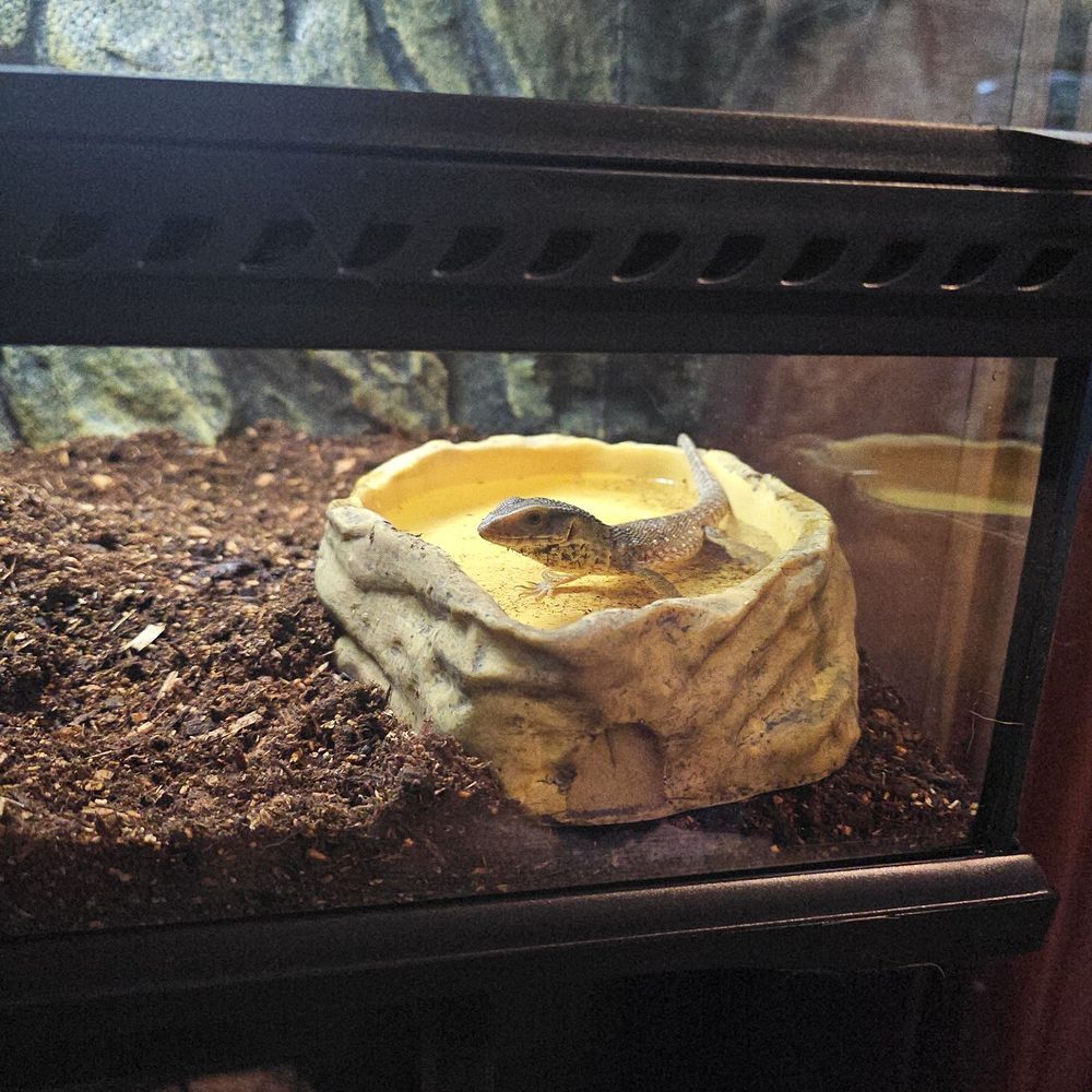 Our new savannah monitor!