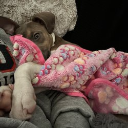 Metro Nashville Animal Control Services