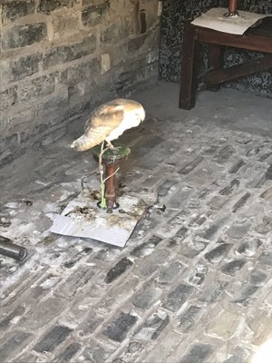 Mary Arden's Farm by null