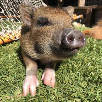 SoCalMiniPigs - Pet Breeders Near Me - Valley Center, California