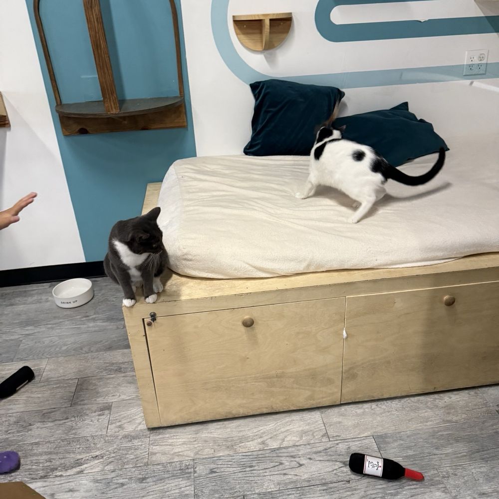 CatCafe Lounge - Community Service/Non-Profit Near Me - Marina del Rey, California CatCafe Lounge - Community Service/Non-Profit Near Me - Marina del Rey, California