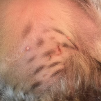 Special Pals - One day post-surgery/spay and she is doing great.  Very pleased. - Animal Shelters Near Me - Houston, Texas