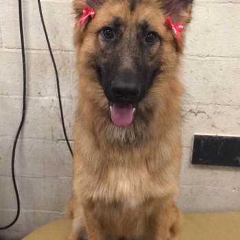 PetSmart - Makali is an amazing groomer! This is Kona the german shepherd! - Pet Stores Near Me - Fremont, California PetSmart - Makali is an amazing groomer! This is Kona the german shepherd! - Pet Stores Near Me - Fremont, California