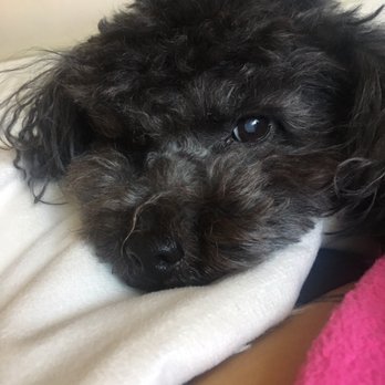 Steph's Tailwaggers Doggie Spa - Pet Groomers Near Me - Naperville, Illinois Steph's Tailwaggers Doggie Spa - Pet Groomers Near Me - Naperville, Illinois