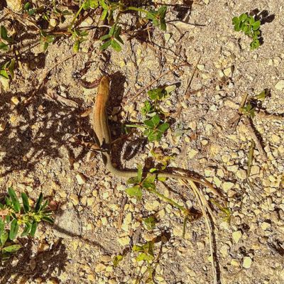 Latomie del Paradiso by null