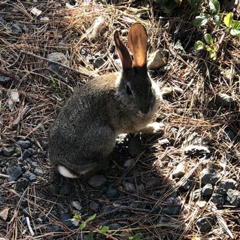 Treebones Resort - Bunny on site - Resorts Near Me - Big Sur, California Treebones Resort - Bunny on site - Resorts Near Me - Big Sur, California
